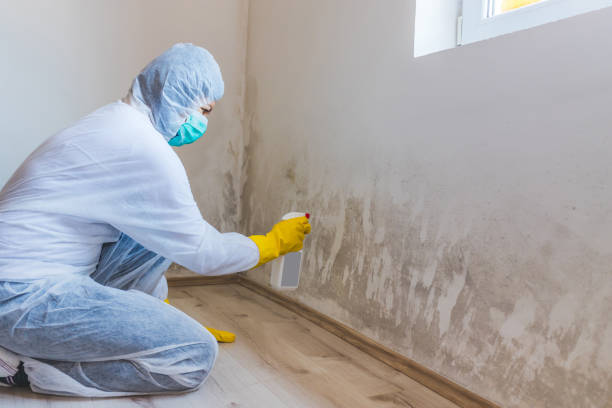Licensed Mold Remediation service in Hollidaysburg, PA - WQB Mold Removal